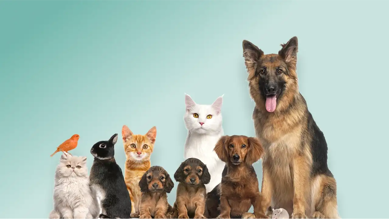 Choosing the Right Pet