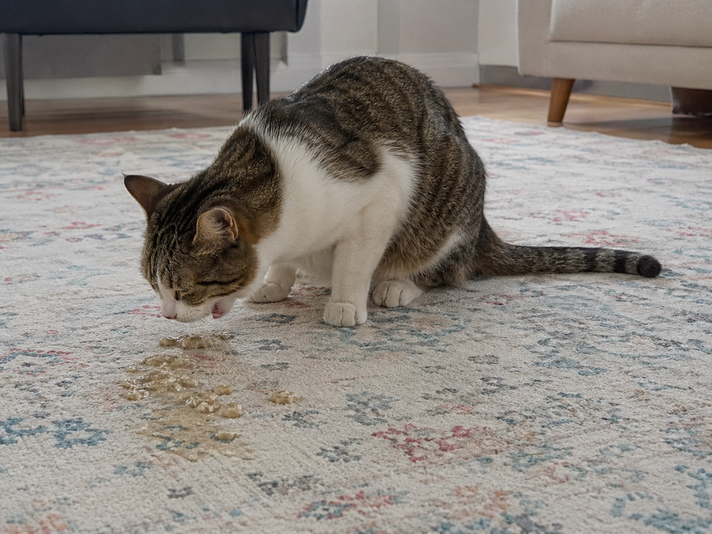 Kedim Neden Sürekli Kusuyor? Tüy Yumağı ve Yanlış Mama İlişkisi