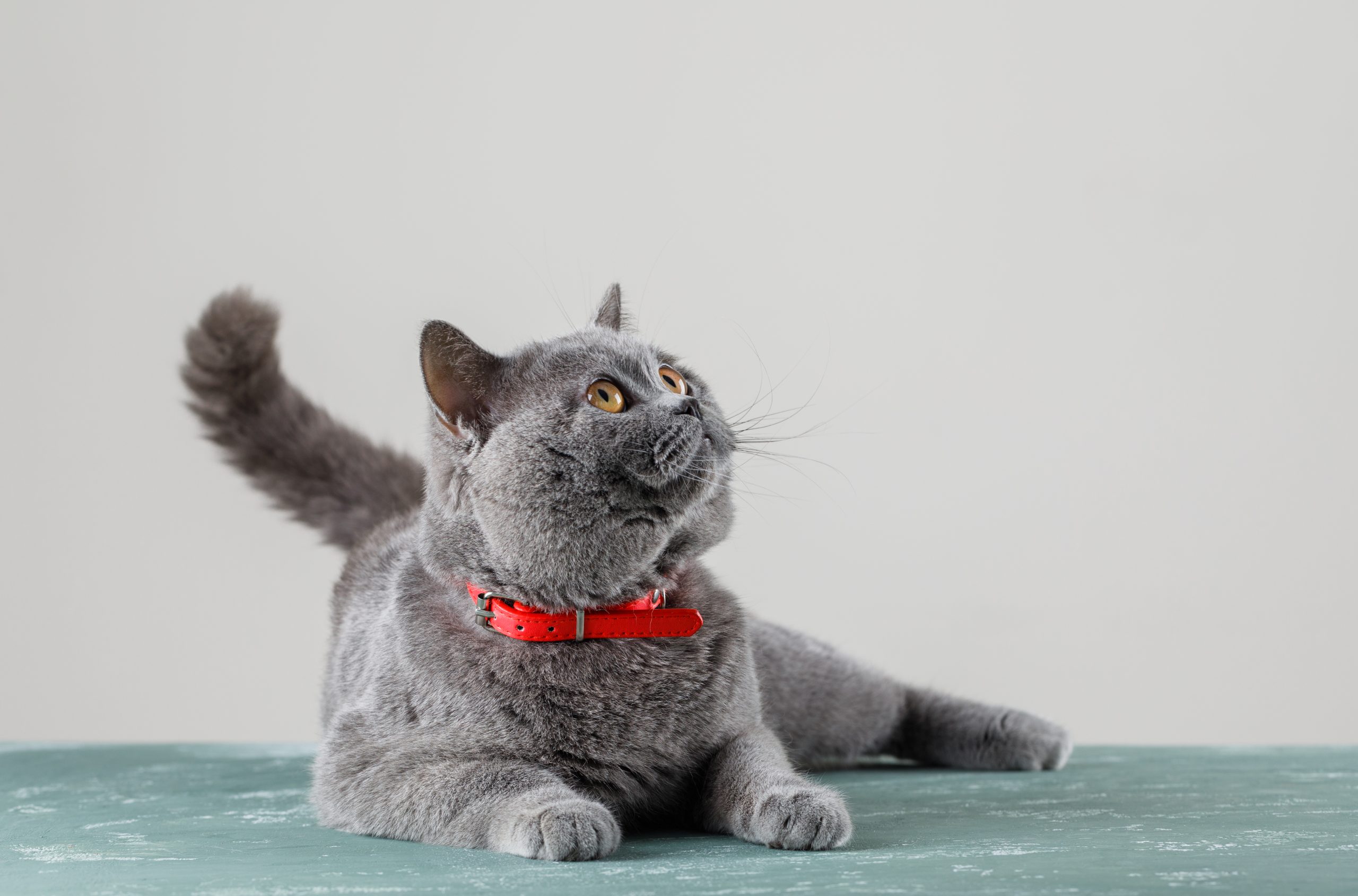 Enerjik Kediler İçin Kedi Mamasında Protein Oranı Neden Önemli?