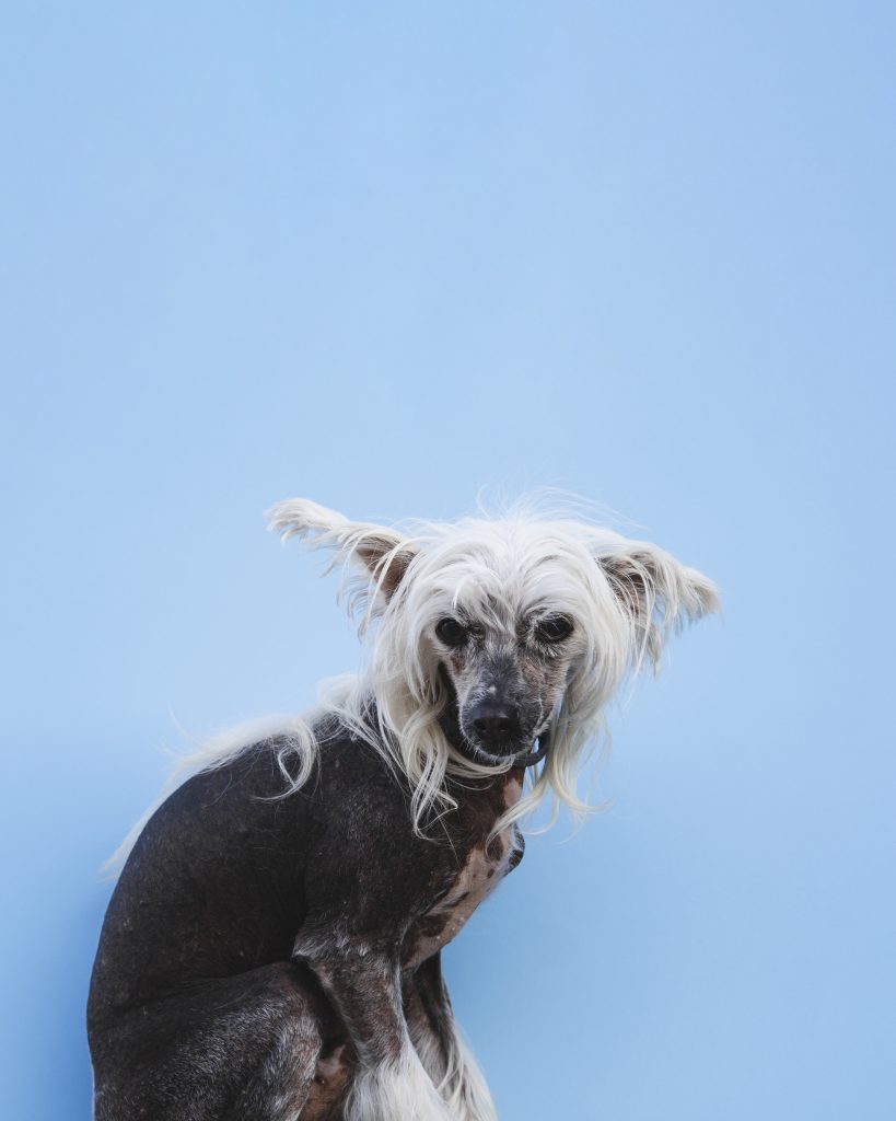 Köpeklerde Tüy Dökülmesi