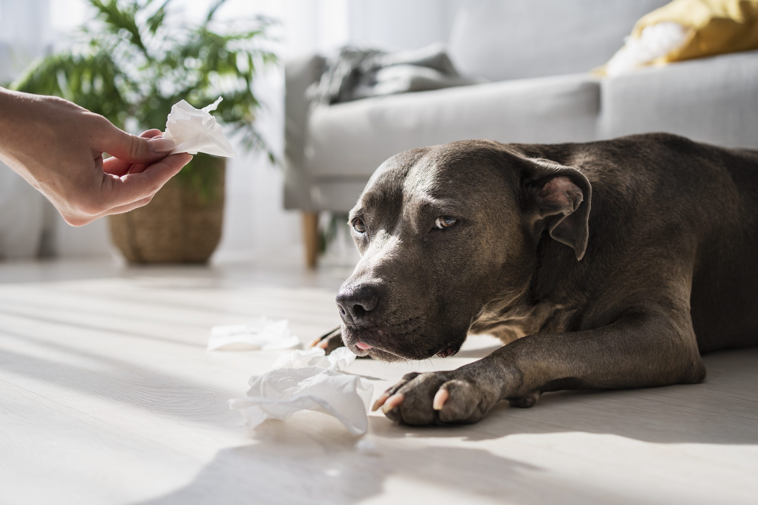 Köpeklerde Hassas Sindirim Sistemi: Mide ve Bağırsak Sağlığı Rehberi