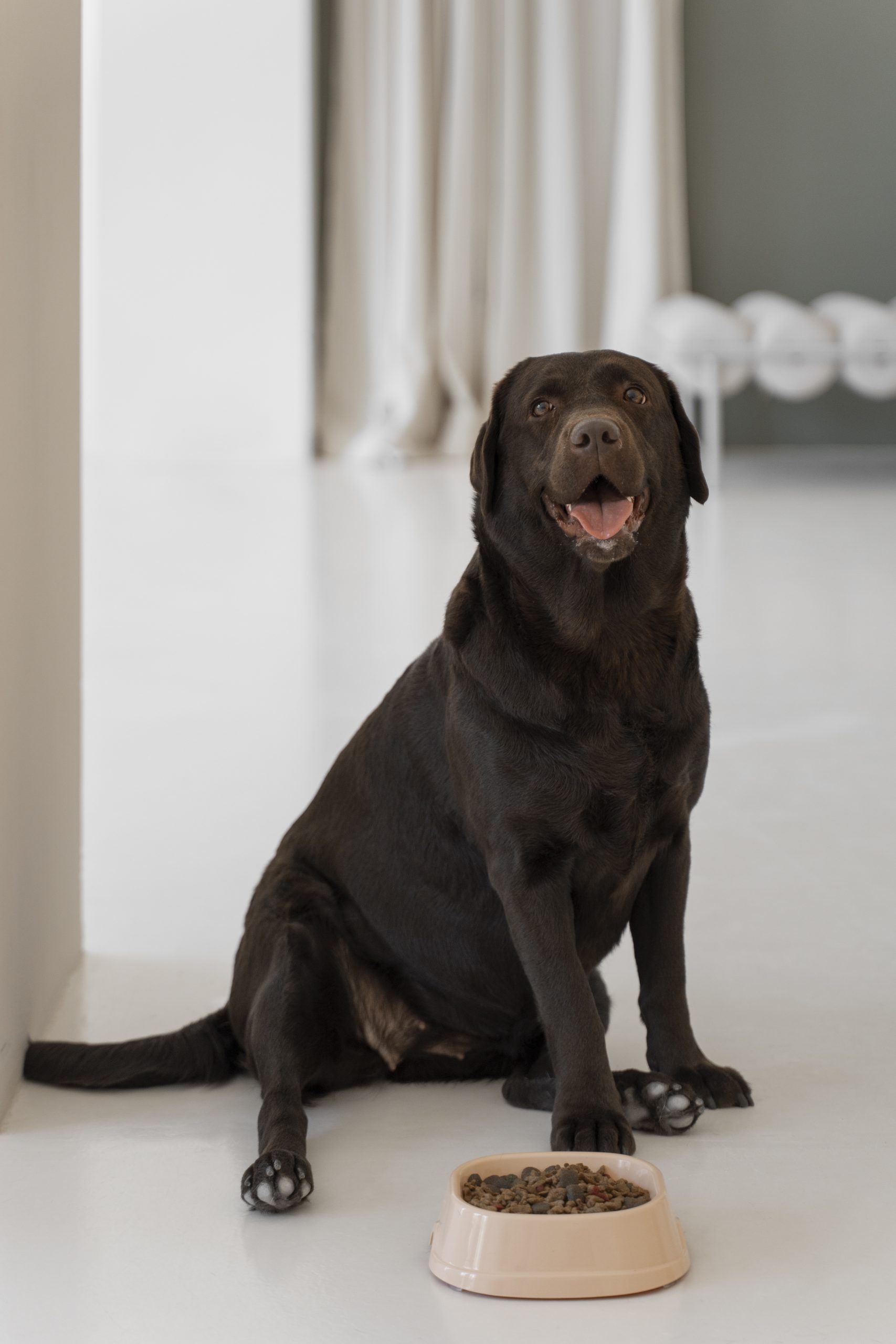 Köpeklerde Obezite ve Kilo Kontrolü: Sağlıklı Zayıflama Rehberi