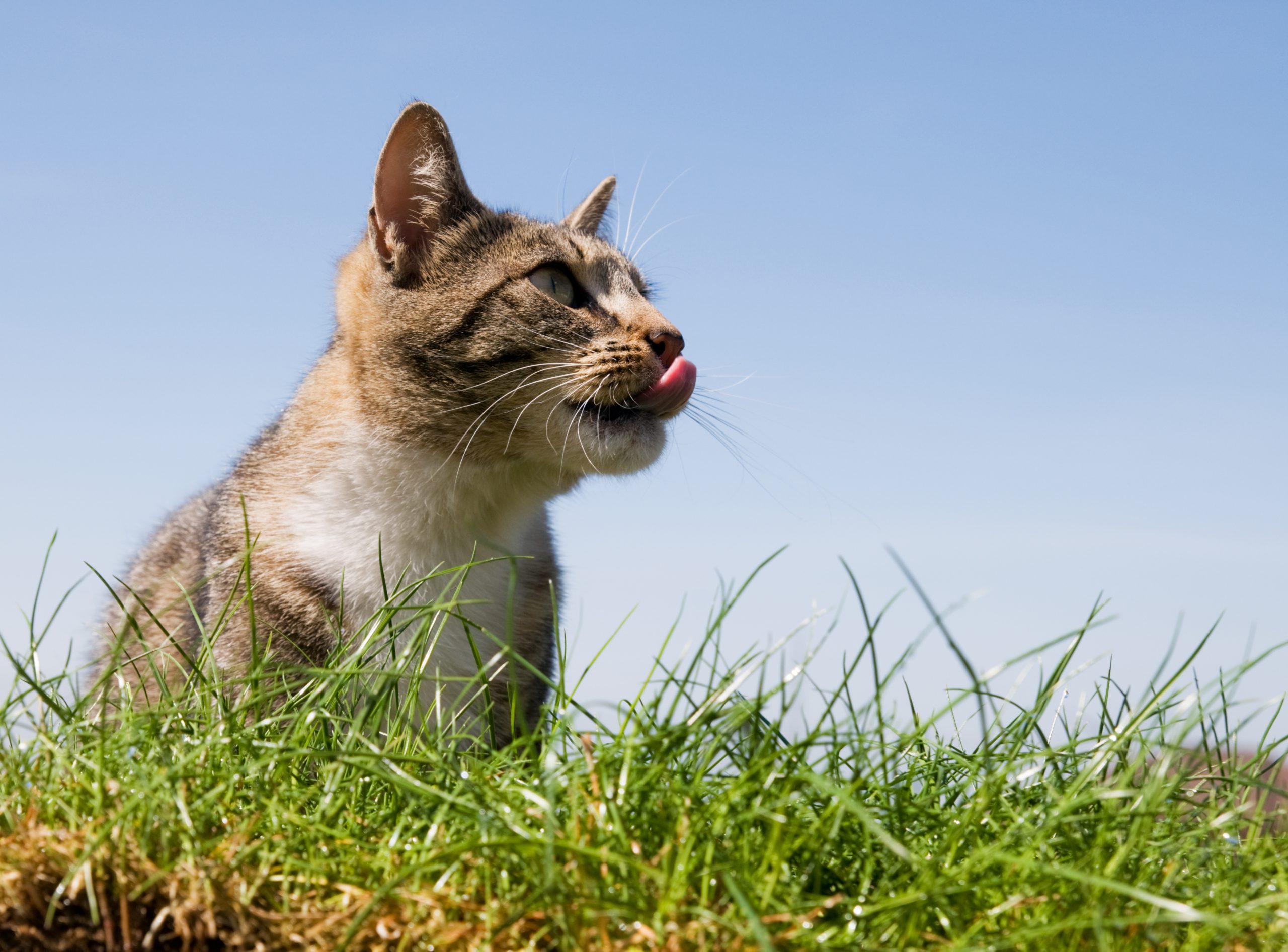 Kediler Neden Ot Yer? Kedi Çiminin Sindirime Mucizevi Etkisi