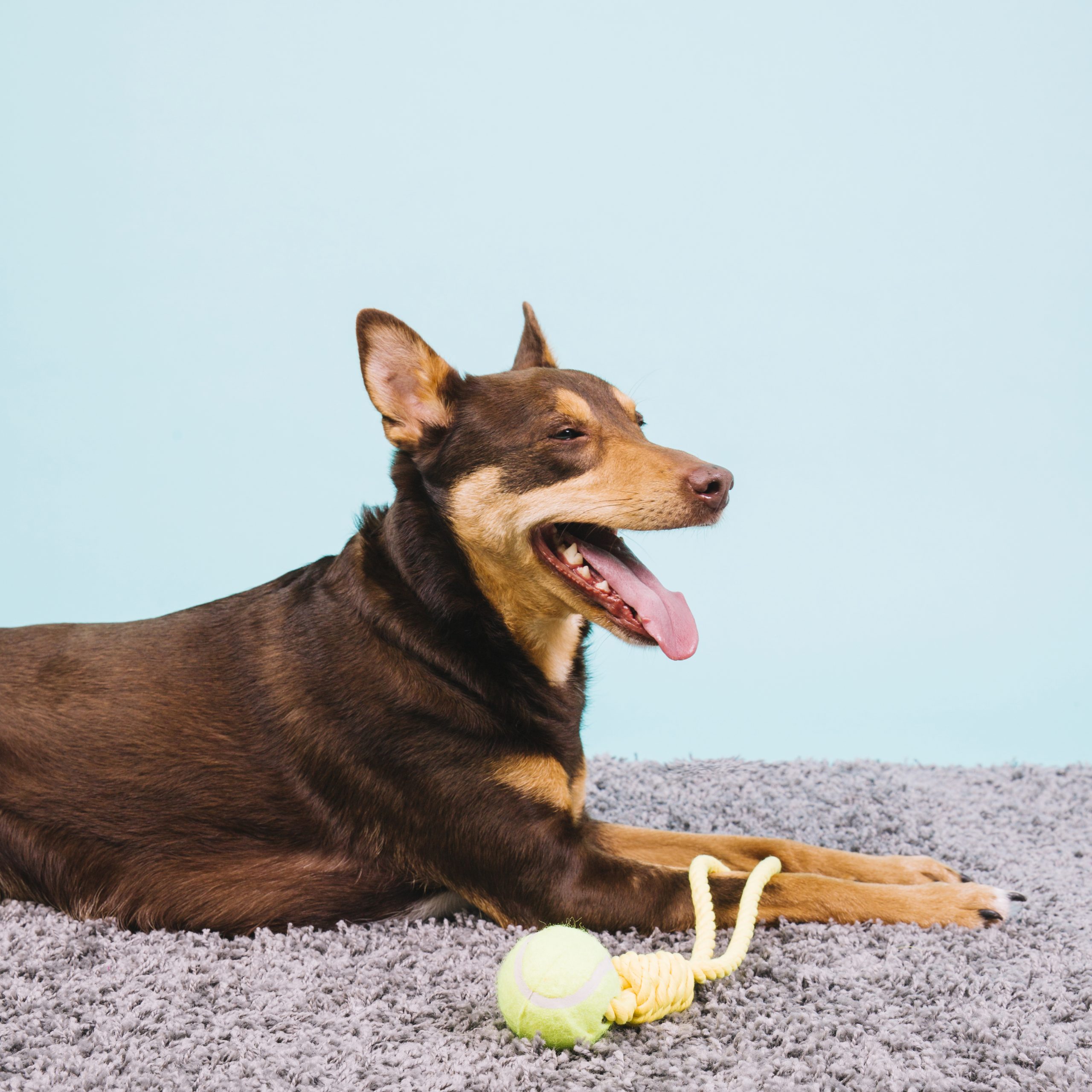 Köpeklerde Eklem Sağlığı: Glukozamin ve Doğru Beslenme Rehberi