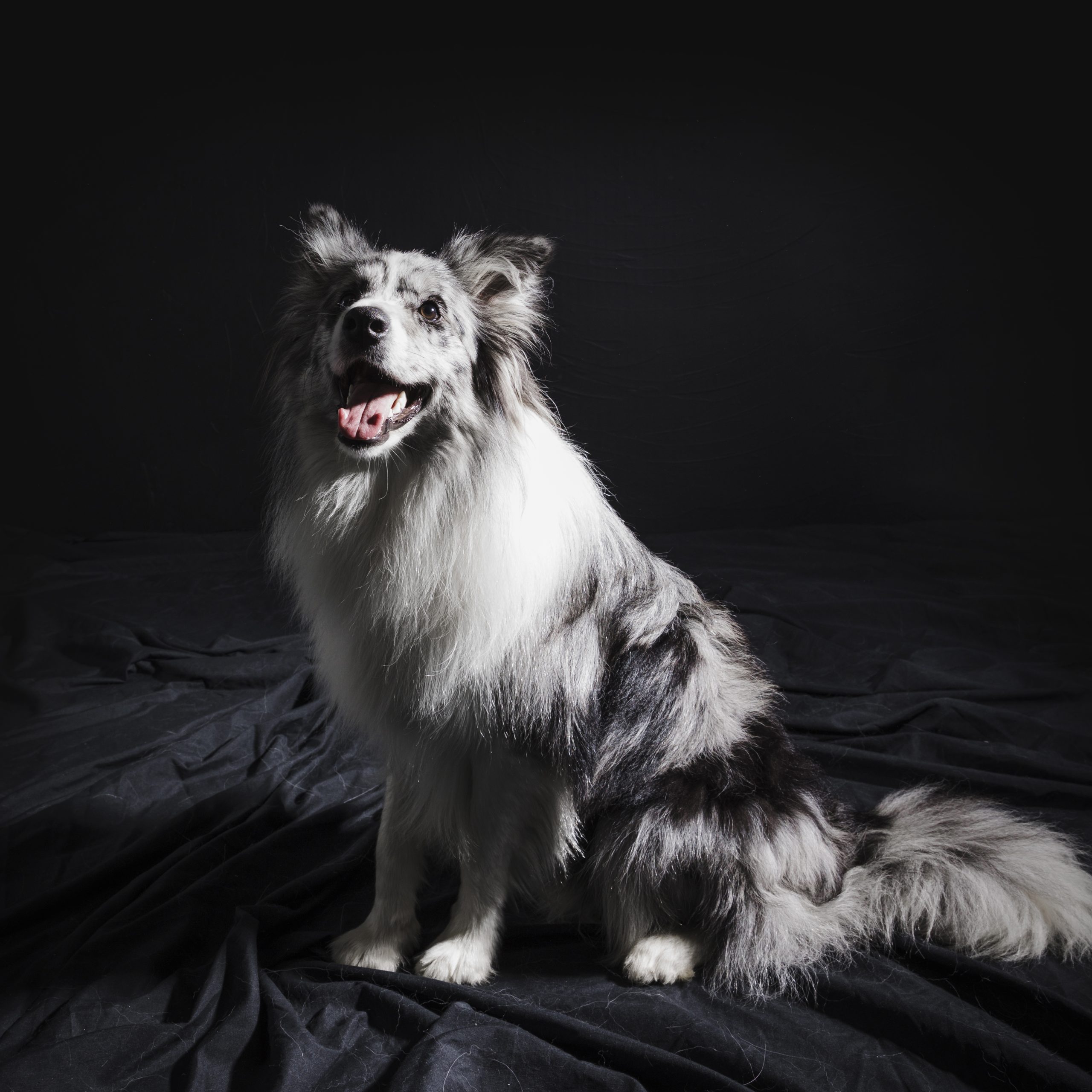 Köpeklerde Tüy Dökülmesi: Beslenme ile Çözüm Rehberi