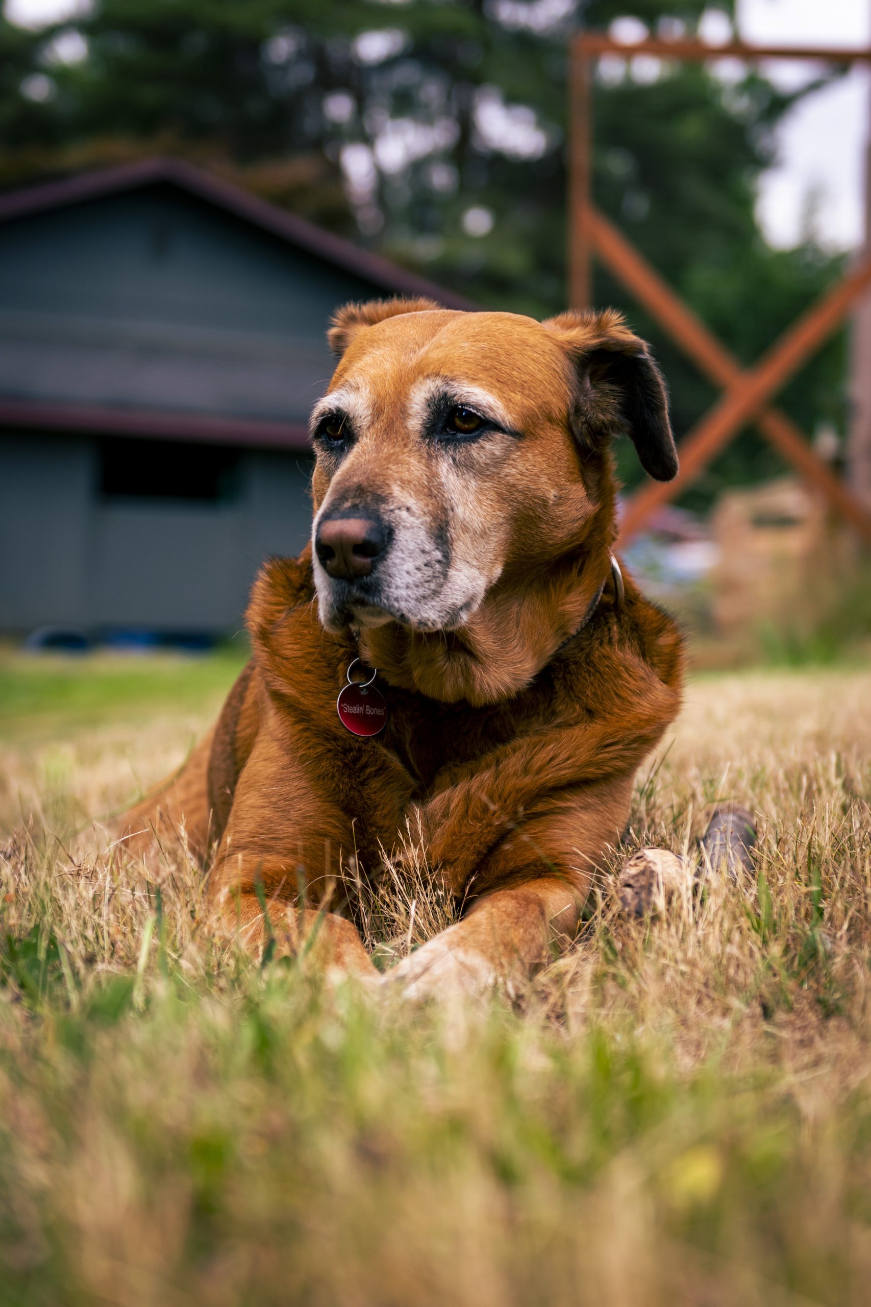 Yaşlı Köpek Beslenmesi: Senior Döneminde Altın Yıllar Rehberi